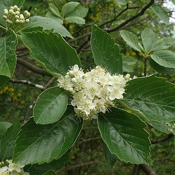 Karpatiosorbus seyboldiana unspecified picture