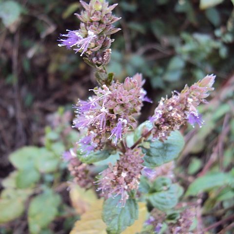 Pogostemon benghalensis unspecified picture