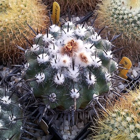 Parodia subterranea unspecified picture