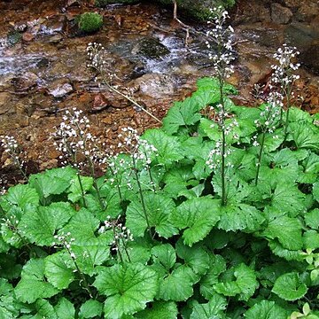 Petasites kablikianus unspecified picture