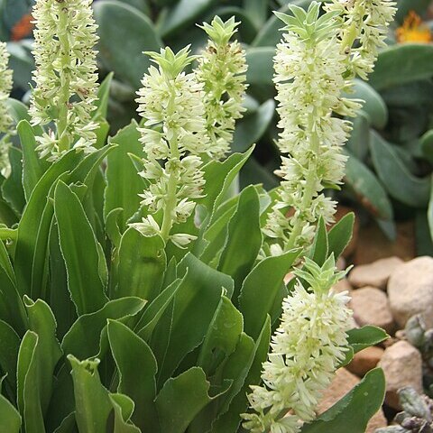 Eucomis zambesiaca unspecified picture