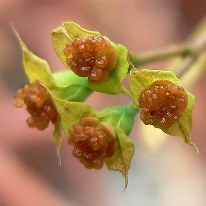 Euphorbia genoudiana unspecified picture