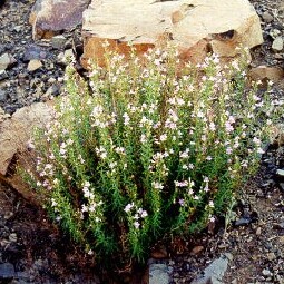 Penstemon triphyllus unspecified picture