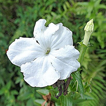 Escobedia grandiflora unspecified picture