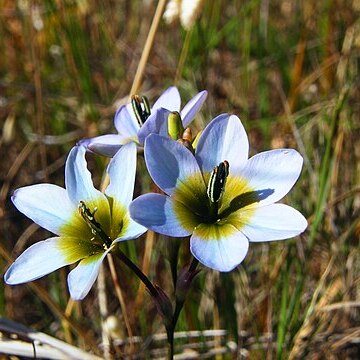 Ixia monadelpha unspecified picture