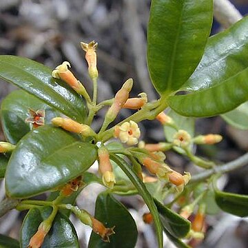 Apocynaceae unspecified picture