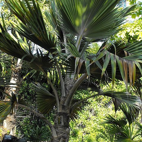 Pritchardia hillebrandii unspecified picture