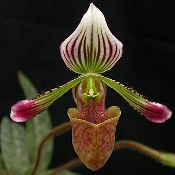 Paphiopedilum fowliei unspecified picture