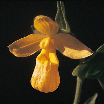 Cypripedium dickinsonianum unspecified picture