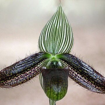 Paphiopedilum wardii unspecified picture