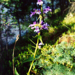 Penstemon wilcoxii unspecified picture