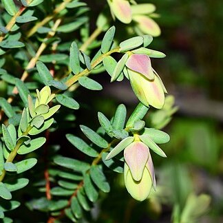 Darwinia pimelioides unspecified picture