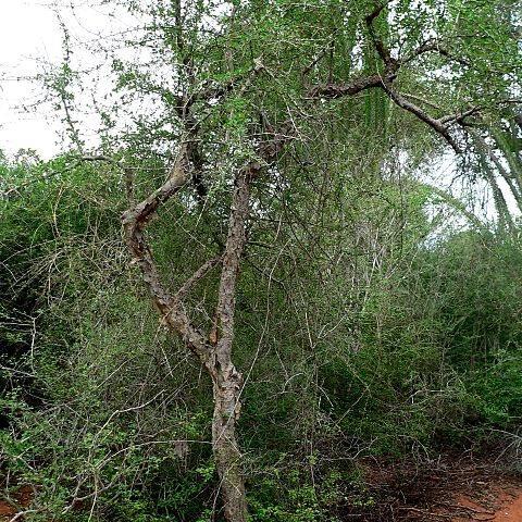 Commiphora simplicifolia unspecified picture