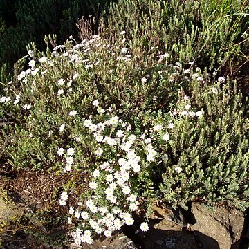 Pimelea ciliolaris unspecified picture