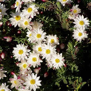 Pimelea ciliolaris unspecified picture