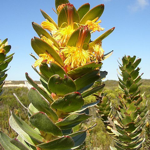 Mimetes saxatilis unspecified picture