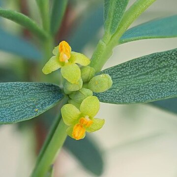 Pimelea pauciflora unspecified picture