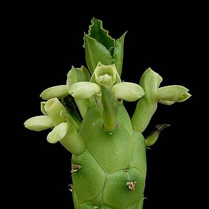 Euphorbia lugardiae unspecified picture