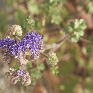 Phacelia pedicellata unspecified picture