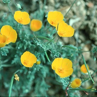 Eschscholzia hypecoides unspecified picture