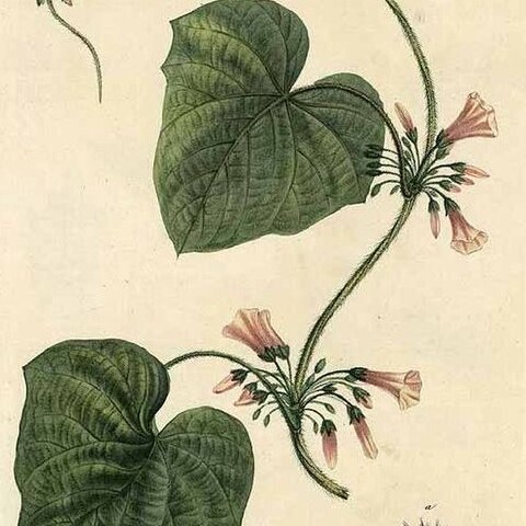 Lepistemon unspecified picture