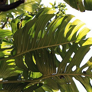 Monstera lentii unspecified picture