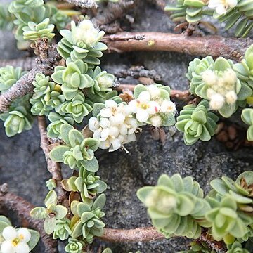 Pimelea urvilleana unspecified picture