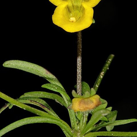 Hemimeris sabulosa unspecified picture