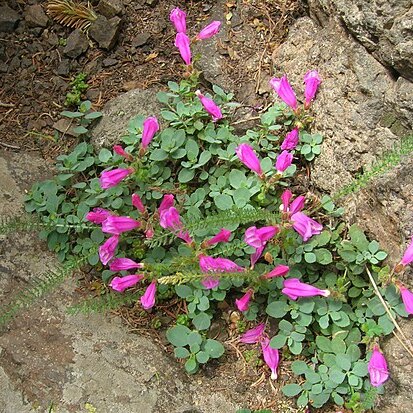 Penstemon rupicola unspecified picture