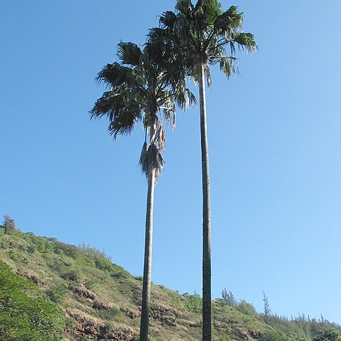 Pritchardia remota unspecified picture