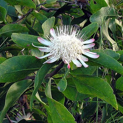 Protea gaguedi unspecified picture