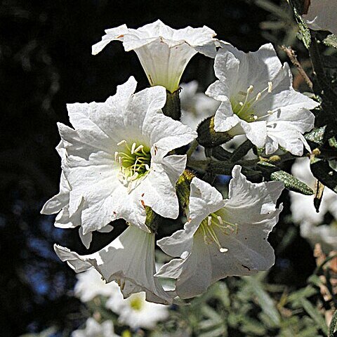 Cordia decandra unspecified picture