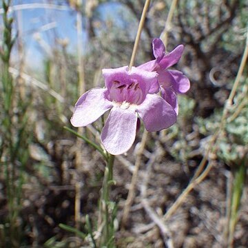 Penstemon laricifolius unspecified picture