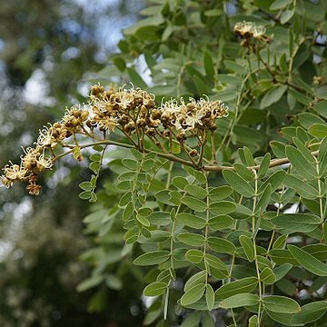 Julbernardia globiflora unspecified picture