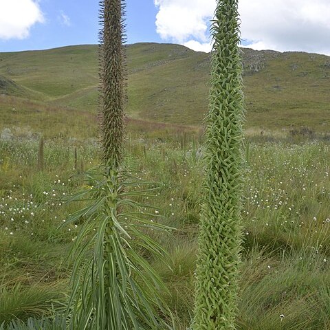 Lobelia mildbraedii unspecified picture