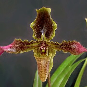 Paphiopedilum hirsutissimum unspecified picture