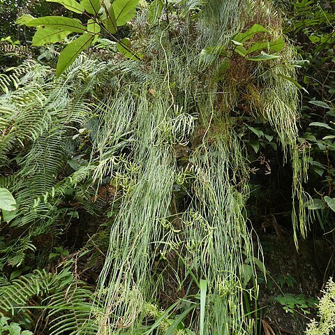 Lycopodium casuarinoides unspecified picture