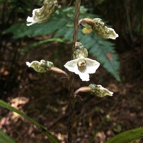 Gastrodia cunninghamii unspecified picture