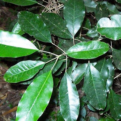 Sarcomelicope simplicifolia unspecified picture