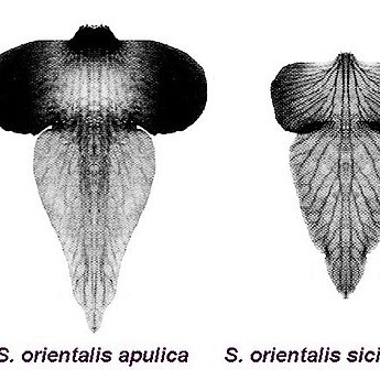 Serapias orientalis subsp. apulica unspecified picture