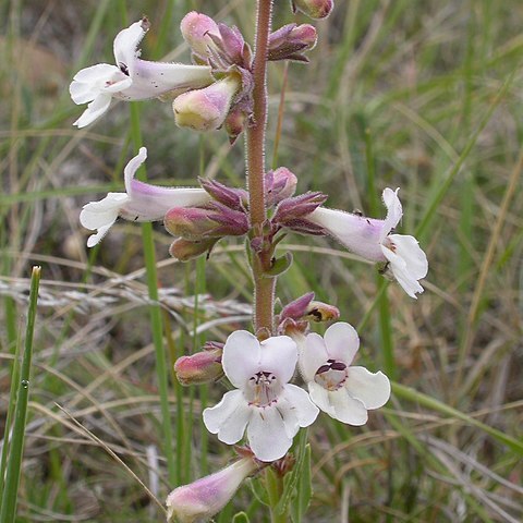 Penstemon albidus unspecified picture