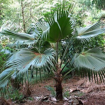 Pritchardia lowreyana unspecified picture