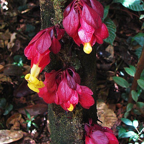 Drymonia coccinea unspecified picture