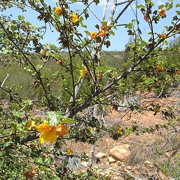 Fremontodendron mexicanum unspecified picture