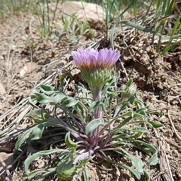 Townsendia parryi unspecified picture