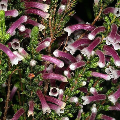 Erica macowanii subsp. lanceolata unspecified picture