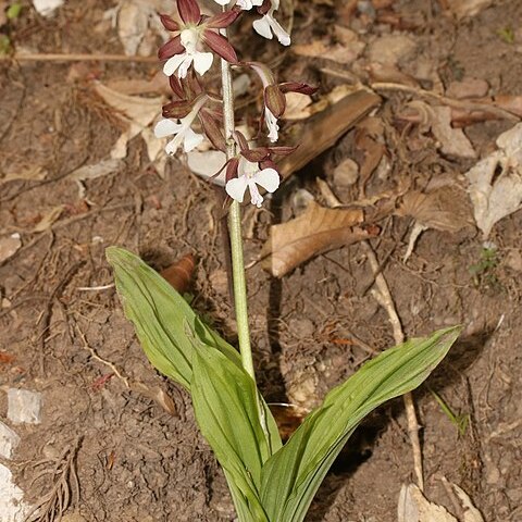 Calanthe discolor unspecified picture