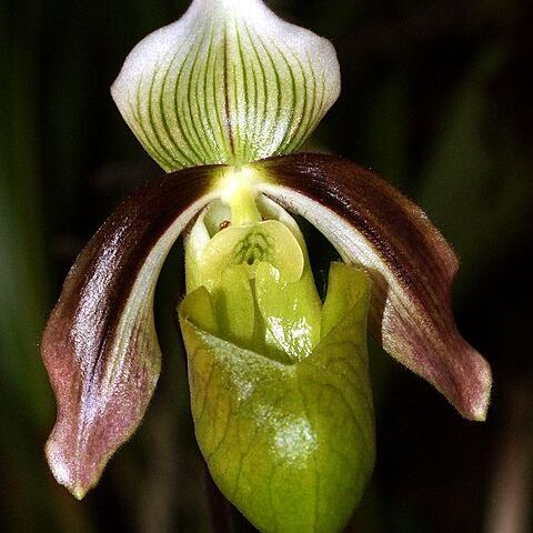 Paphiopedilum violascens unspecified picture