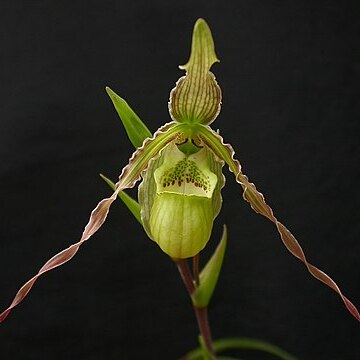 Phragmipedium richteri unspecified picture