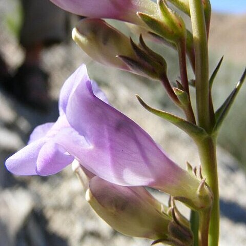 Penstemon scariosus unspecified picture